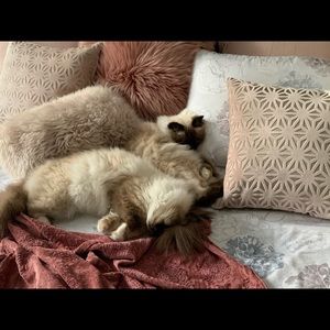 Meet your Posher, Carmen